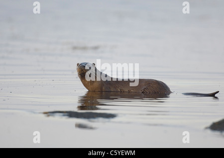 Europäischen FISCHOTTER Lutra Lutra Erwachsener im Profil auf einem abgelegenen schottischen Küste.  Isle of Mull, Schottland, Vereinigtes Königreich Stockfoto