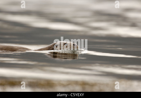 Europäischen FISCHOTTER Lutra Lutra einen Erwachsenen schwimmen entlang nahe der Küste auf einem abgelegenen schottischen Küste.  Isle of Mull, Schottland, Vereinigtes Königreich Stockfoto