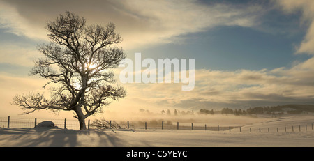 Baum Silhouette auf Winter Sunrise, Strathspey, Cairngorms National Park, Schottland, Großbritannien. Stockfoto