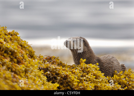 Europäischen FISCHOTTER Lutra Lutra A nasse Erwachsenen hält unter Algen auf einem abgelegenen schottischen Küste.  Isle of Mull, Schottland, Vereinigtes Königreich Stockfoto