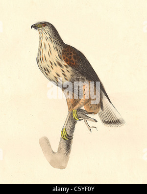 Die Grobe-legged Buzzard, rauh-legged Hawk (Buteo sancti - joannis, Buteo lagopus) vintage Vogel Lithographie, James De Kay Zoologie von NY, Fauna, Vögel Stockfoto