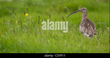 Brachvogel (Numenius Arquata), Erwachsene in der Zucht Lebensraum. Shetland, Schottland, Großbritannien. Stockfoto