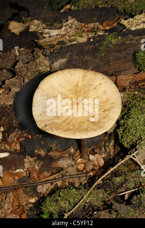 gemeinsamen Trichter Clitocybe Gibba Pilze wachsen auf Waldboden Stockfoto