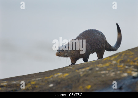 Europäischen FISCHOTTER Lutra Lutra Erwachsener läuft über einige Küsten-, Flechten bedeckt Felsen.  Isle of Mull, Schottland, Vereinigtes Königreich Stockfoto