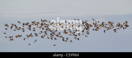 Brent Goose (Branta Bernicla), Licht-bellied Form, Herde im Flug. Island. Stockfoto