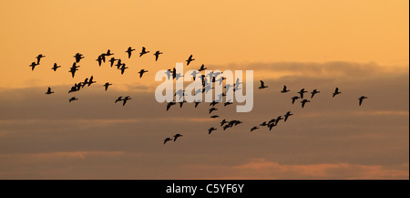 Brent Goose (Branta Bernicla), Gruppe Silhouette im Flug bei Sonnenuntergang. Island. Stockfoto