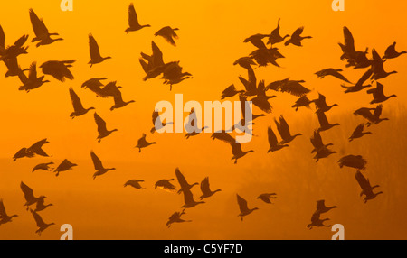 Pink-footed Gänse Anser Brachyrhynchus ein Schwarm Gänse fliegen in der Dämmerung.  Norfolk, Großbritannien Stockfoto