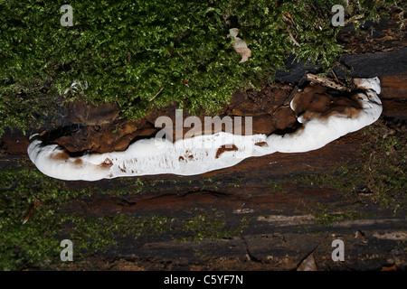 Root Rot Heterobasidion Annosum Pilze wachsen auf gefallenen Ast Stockfoto