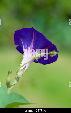 Ipomoea "Morning Glory" Opas Ott in einem englischen Garten Stockfoto