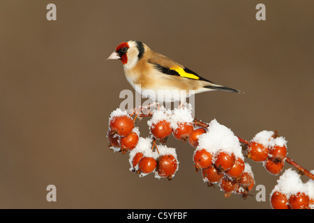 Europäische Stieglitz (Zuchtjahr Zuchtjahr), Erwachsene auf verschneiten Holzapfel thront. Stockfoto