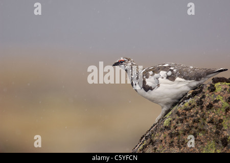 SCHNEEHÜHNER Lagopus Mutus Erwachsener in Übergangszeit Gefieder absteigend eine Flechte bedeckt Rock. Cairngorm Mountains, Schottland, UK Stockfoto