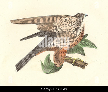 Die Taube Hawk, Merlin (Falco columbarius) vintage Vogel Lithographie - James De Kay, Zoologie von New York oder die New-York Fauna Teil II Vögel Stockfoto