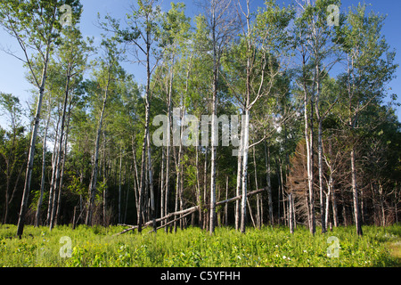 Beben Aspen - (Populus Tremuloides) - Stand während der Sommermonate in Livermore, New Hampshire, USA Stockfoto