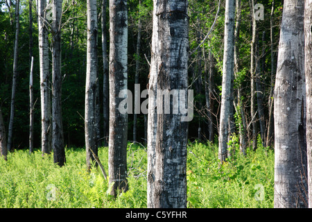 Beben Aspen - (Populus Tremuloides) - Stand während der Sommermonate in Livermore, New Hampshire, USA Stockfoto