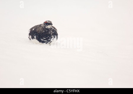 SCHNEEHÜHNER Lagopus Mutus Erwachsener, sein Gefieder Wechsel von weißen Winter auf Sommer braun. Cairngorm Mountains, Schottland, UK Stockfoto