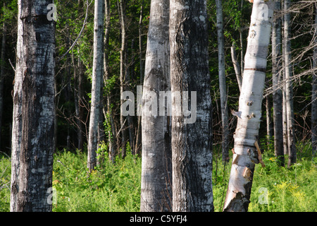 Beben Aspen - (Populus Tremuloides) - Stand während der Sommermonate in Livermore, New Hampshire, USA Stockfoto