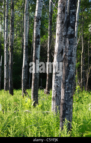 Beben Aspen - (Populus Tremuloides) - Stand während der Sommermonate in Livermore, New Hampshire, USA Stockfoto