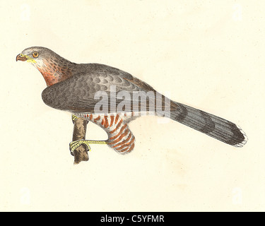 Cooper's hawk, Chicken Hawk, Swift Hawk, Henne Hawk (Astur cooperi, Accipiter cooperii) vintage Vogel Lithographie, James De Kay, Zoologie von NY, Vögel Stockfoto