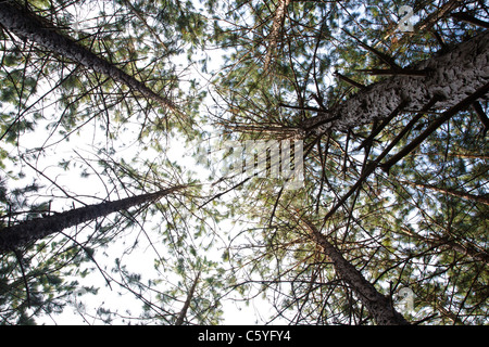 Überdachung des roten Kiefernwald (Pinus Resinosa) während der Sommermonate in Albany, New Hampshire, Vereinigte Staaten Stockfoto