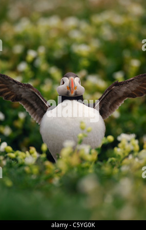 Papageitaucher Fratercula Arctica Erwachsener spannt ihre Flügel unter Küsten Blumen. Mai.  Farne Islands, UK Stockfoto