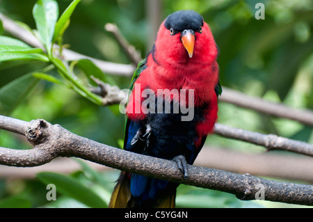 Allfarblori fotografiert an der Jurong Vogelpark in Singapur. Stockfoto