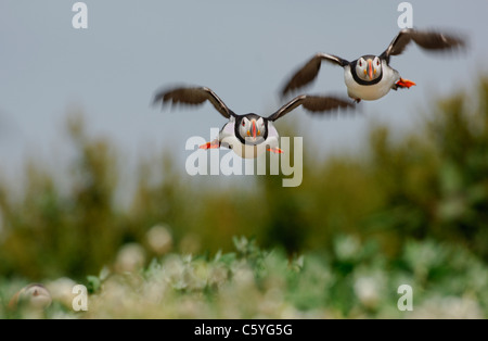 Papageitaucher Fratercula Arctica A paar Papageientaucher abnehmen zusammen Angeln gehen. Mai.  Farne Islands, UK Stockfoto