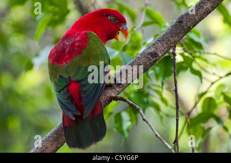 Allfarblori, fotografiert im Jurong Vögel Park von Singapur. Stockfoto