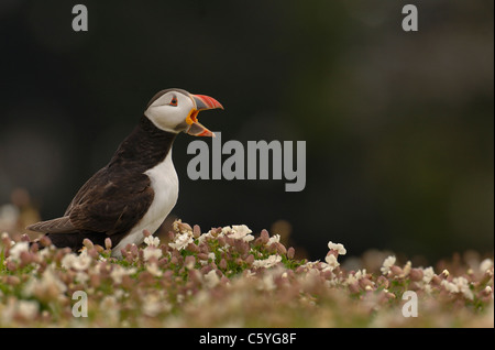 Papageitaucher Fratercula Arctica steht ein Erwachsener Gähnen/Berufung als es unter Küsten Blumen. Mai.  Skomer Island, Wales, UK Stockfoto