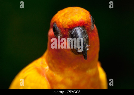 Sun Conure Sittiche fotografiert an der Jurong Vogelpark in Singapur. Stockfoto