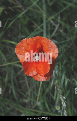 gemeinsamen Mohn im Feld Papaver rhoeas Stockfoto