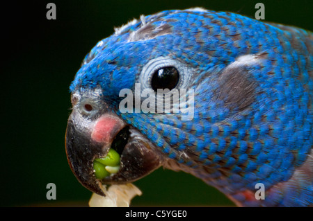 Allfarblori fotografiert an der Jurong Vögel Park of Singapore Stockfoto