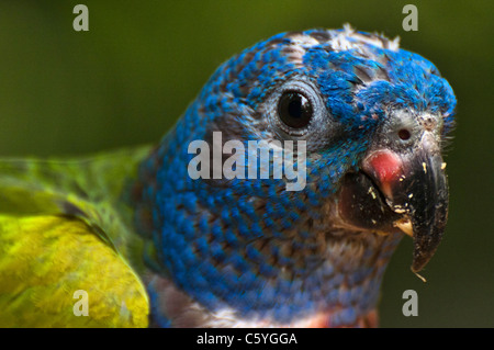 Allfarblori fotografiert an der Jurong Vögel Park of Singapore Stockfoto