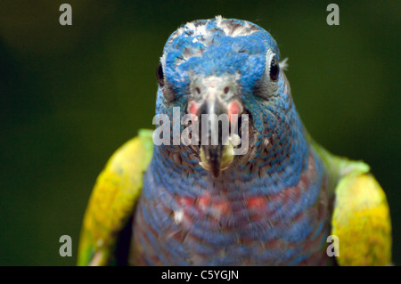 Allfarblori fotografiert an der Jurong Vögel Park of Singapore Stockfoto