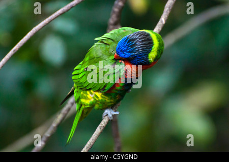 Allfarblori fotografiert an der Jurong Vogelpark in Singapur Stockfoto