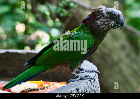 Allfarblori fotografiert an der Jurong Vögel Park of Singapore Stockfoto