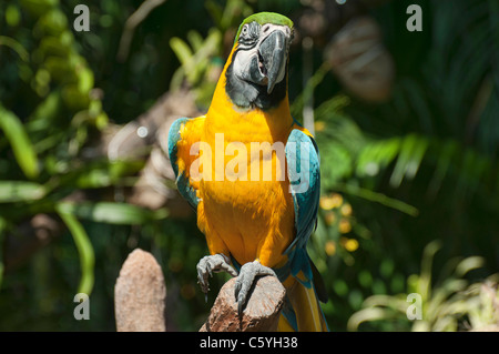 Gelbe Ara fotografiert an der Jurong Vogelpark in Singapur Stockfoto