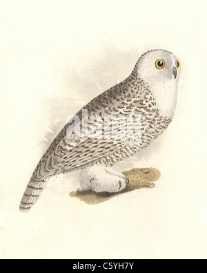 Der Schnee Eule, Schneeeule, Arktis Eule, Great White Owl Harfang (Surnia, nyctea scandiacus Bubo) vintage Vogel Lithographie, James De Kay, NY Fauna, Vögel Stockfoto