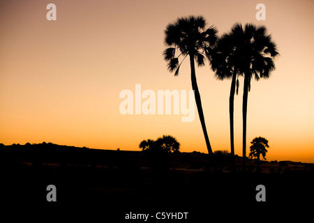 Sonnenuntergang über den Palmen in Palmwag. Kaokoveld Palmwag, Damaraland, Namibia. Stockfoto