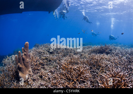 Taucher, Klettern auf einem Tauchboot verankert über ein tropisches Korallenriff vor der Insel Roatan, Honduras. Stockfoto