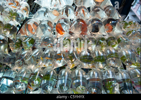 Goldfish Market in der Tung Choi Street, Kowloon, Hong Kong Stockfoto