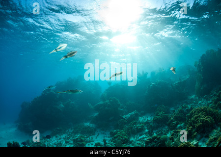 Caribbean Reef Tintenfisch (Sepioteuthis Sepioidea), Schule schwebt über einem tropischen Korallenriff Stockfoto