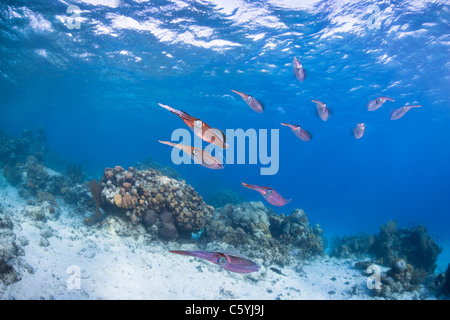 Caribbean Reef Tintenfisch (Sepioteuthis Sepioidea), Schule schwebt über einem tropischen Korallenriff vor der Insel Roatan, Honduras. Stockfoto