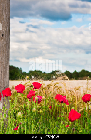 Sommer Mohnblumen vor ein Gerstenfeld in England Stockfoto