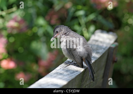 graues Catbird thront auf Bank Stockfoto