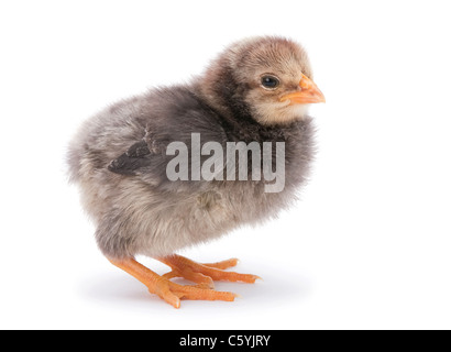 Baby Huhn Closeup isoliert auf weißem Hintergrund Stockfoto