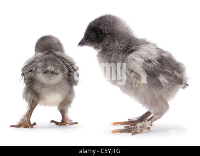 Baby Huhn Closeup isoliert auf weißem Hintergrund Stockfoto