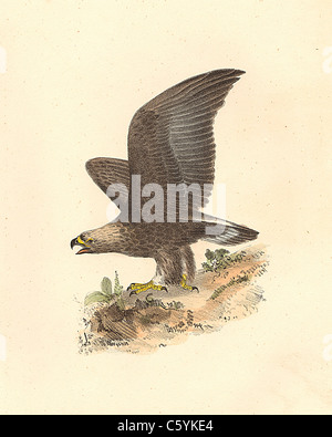 Der Steinadler (Aquila Chrysaetos) vintage Vogel Lithographie - James De Kay, Zoologie von New York, oder die New-York Fauna, Teil II, Vögel Stockfoto