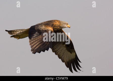 ROTMILAN Milvus Milvus eines Erwachsenen fliegen im Winter Sonnenlicht Mid Wales, UK Stockfoto