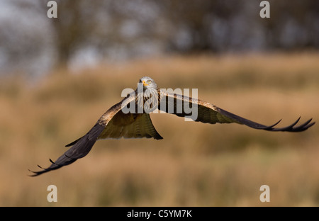 ROTMILAN Milvus Milvus eines Erwachsenen fliegen niedrig über öffnen Grünland Mid Wales, UK Stockfoto