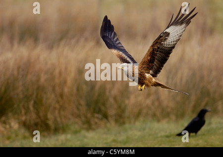 ROTMILAN Milvus Milvus überfliegt ein Erwachsener niedrig Feld wie eine Krähe in der Nähe Mid Wales, UK steht Stockfoto